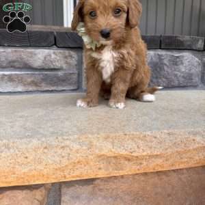 Zara, Mini Goldendoodle Puppy